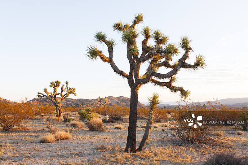 约书亚树图片素材