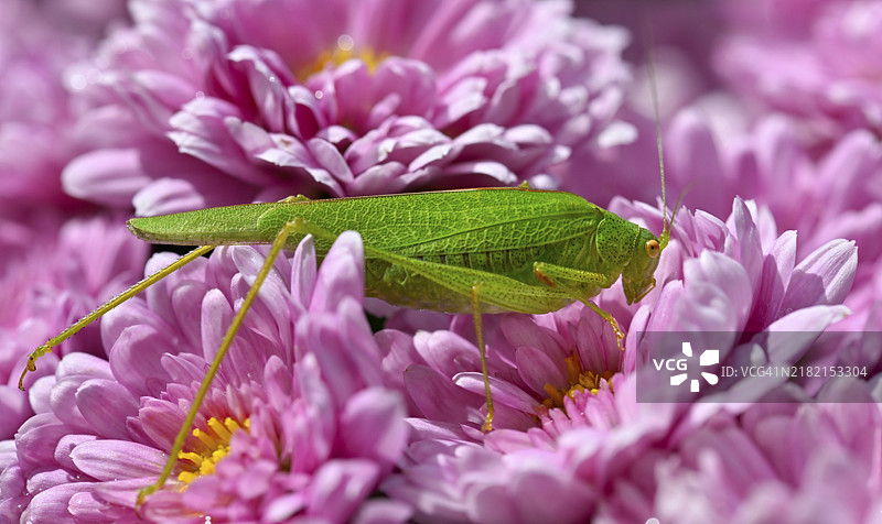 伟大的绿色灌木蟋蟀（Tettigonia viridissima），属于蟋蟀科，栖息在紫色的菊花（Crysanthemum）上，德国巴登-符腾堡州斯图加特，欧洲图片素材