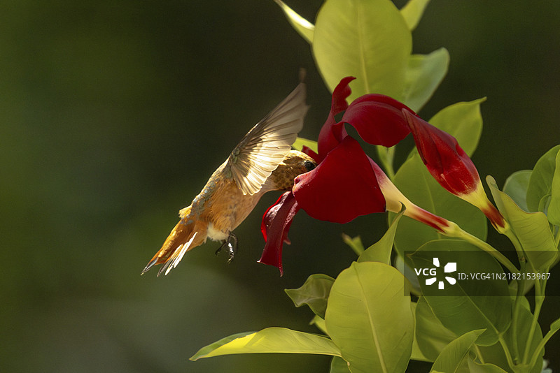 红色曼德维拉花丛中享受的红喉蜂鸟图片素材