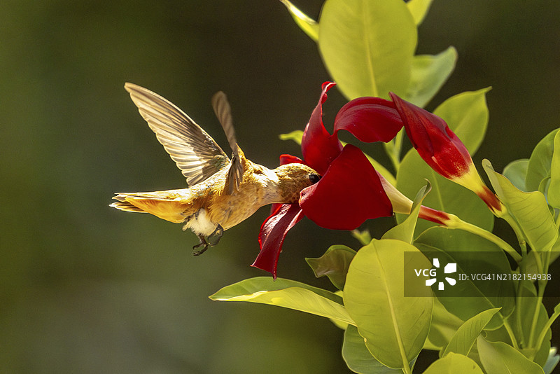 红色曼德维拉花丛中享受的红喉蜂鸟图片素材