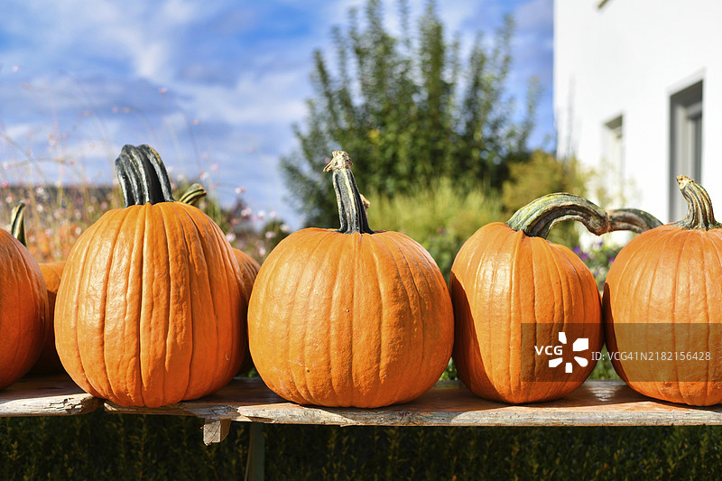市场上出售的用于雕刻的大型橙色万圣节南瓜，摆放在木架上图片素材