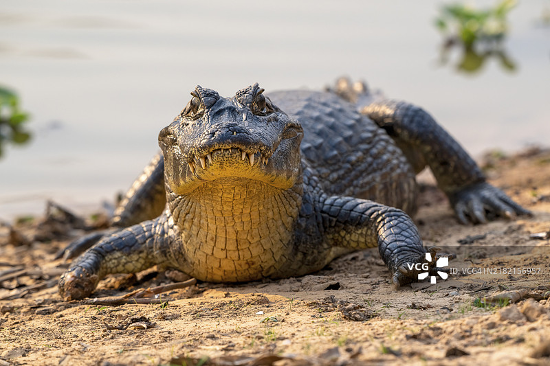 凯门鳄（凯门鳄亚科）、鳄鱼（短吻鳄科）、鳄鱼（鳄形目）、正面视图、特写、潘塔纳尔、内陆、湿地、联合国教科文组织生物圈保护区、世界遗产、湿地生物群落、马托格罗索，巴西，南美洲图片素材