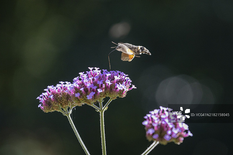 Sphinx ligustri，巴德萨尔茨施利尔夫，黑森州，德国，欧洲图片素材