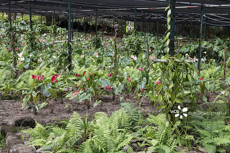 火鹤花，红掌，圣奥班庄园，糖厂，朗姆酒，印度洋，岛屿，毛里求斯，非洲图片素材