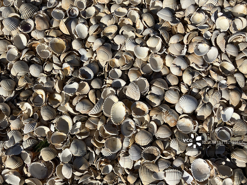 海滩上的贝壳图片素材