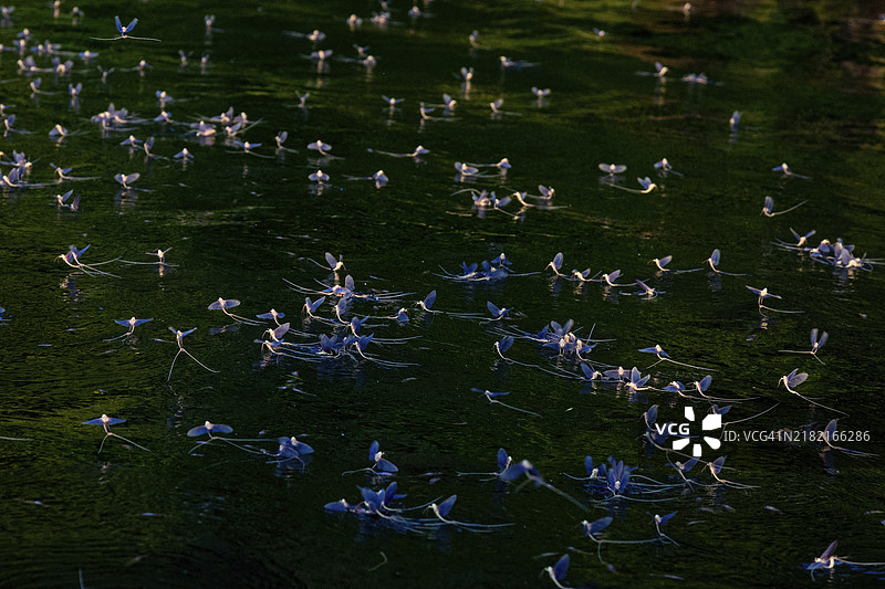 蜉蝣（Palingenia longicauda）匈牙利，泰斯河图片素材