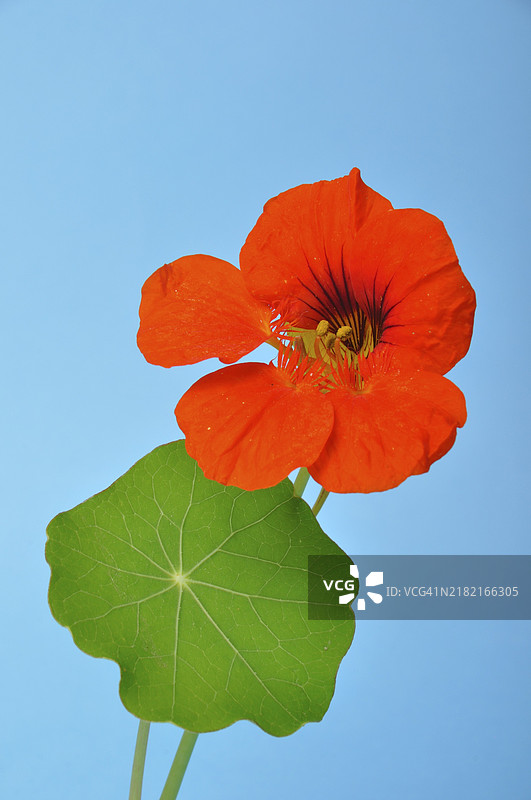 蓝色背景上的金莲花图片素材