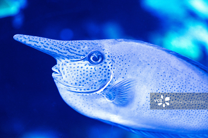 水族箱中游动的海水鱼特写图片素材