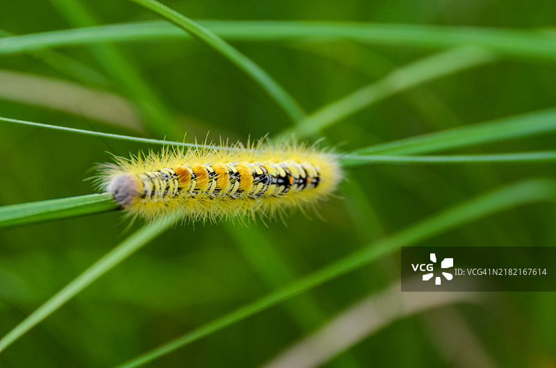 一只鲜艳的黄色毛虫，身体上有醒目的黑白花纹。图片素材