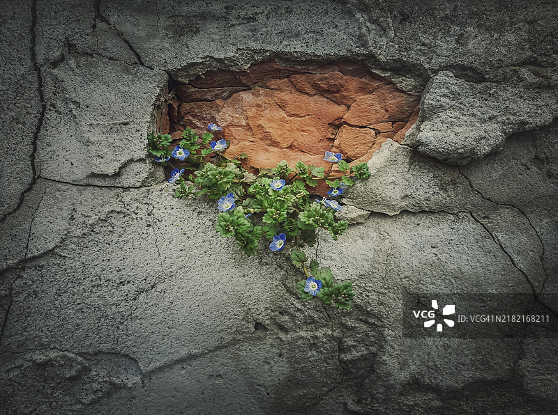 绿色植物从风化的混凝土墙中生长出来。自然的力量概念，从混凝土中寻找生长的途径。图片素材