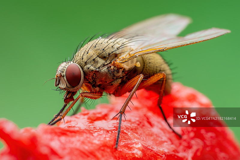 热带果蝇 Drosophila 双翅目 寄生虫 昆虫 害虫 在水果上的特写镜头图片素材