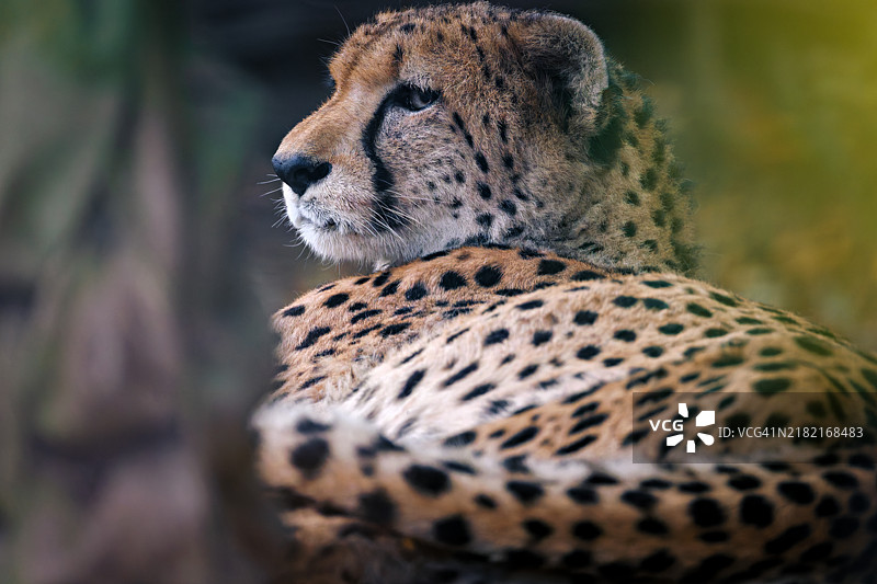 非洲猎豹的特写镜头图片素材