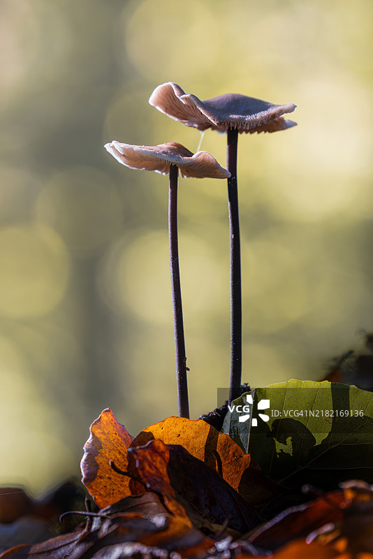 树干上的蘑菇特写图片素材