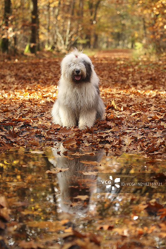 纯种老英格兰牧羊犬坐在田野上肖像图片素材