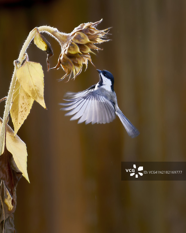 近距离拍摄的歌山雀飞过植物，俄勒冈州科瓦利斯，美国图片素材
