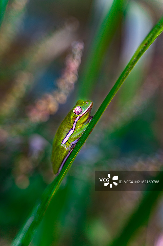 欧洲树蛙特写在植物上，德克萨斯州达拉斯，美国图片素材