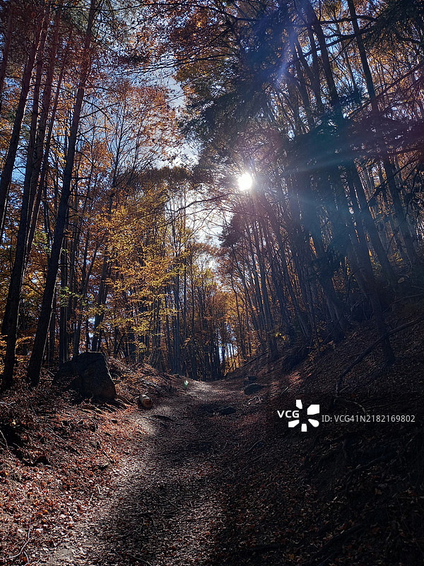 保加利亚索非亚市省秋季森林中的树木图片素材