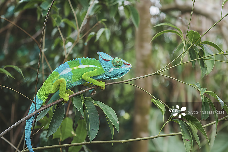 一只色彩斑斓的变色龙栖息在细长的树枝上，周围环绕着郁郁葱葱的绿叶。图片素材