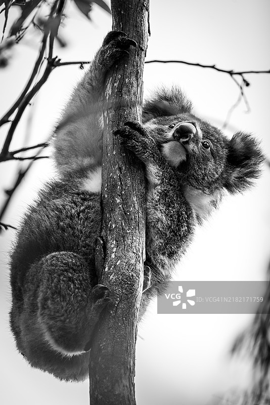 低角度视图的考拉在树枝上图片素材