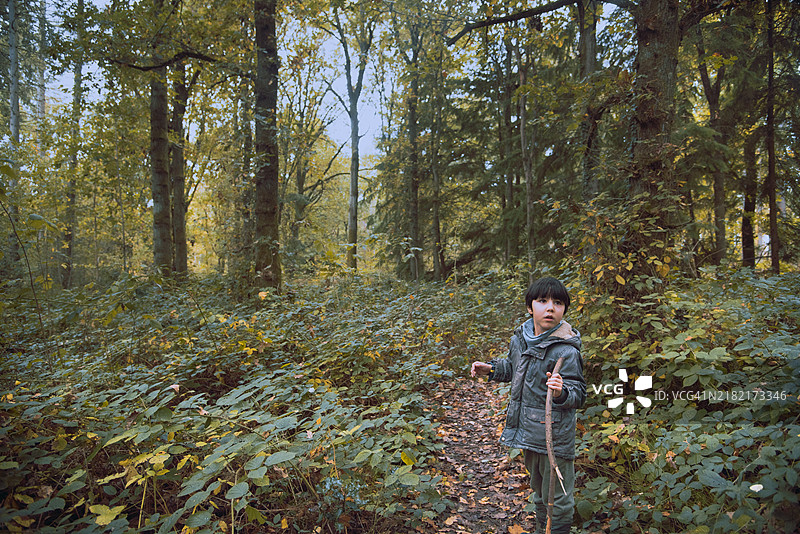 孩子在英格兰的秋季十一月沉浸在森林中，手里拿着一根树枝当作拐杖探索。图片素材
