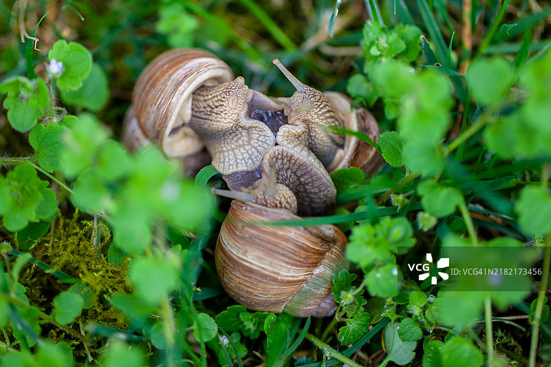 植物上的蜗牛特写图片素材