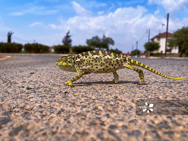 塞浦路斯公路上的变色龙特写镜头图片素材