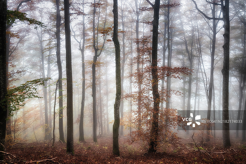森林中的树木图片素材