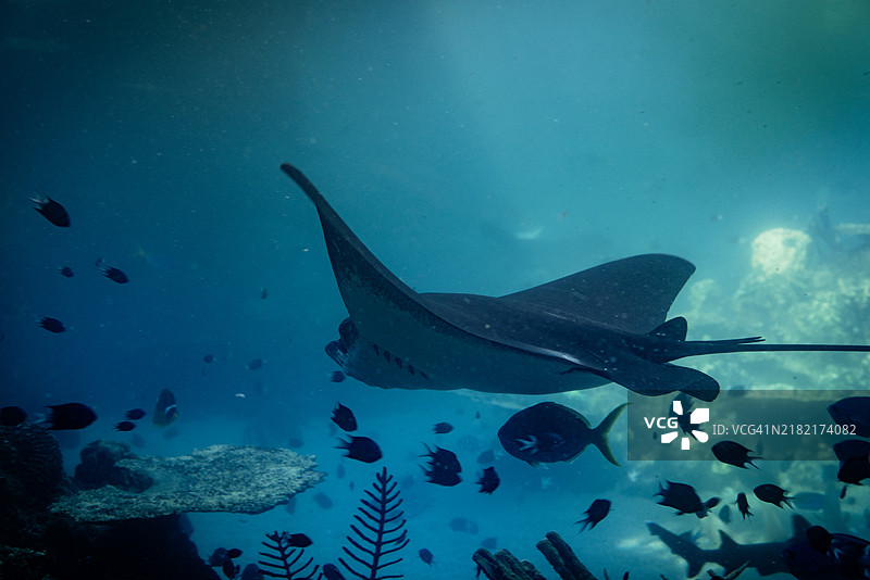 雄伟的光线在深海中滑翔图片素材