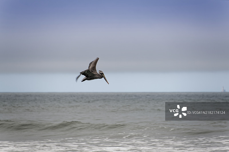 海鸥在加利福尼亚州德尔诺特县的天空上飞翔，背景是海洋。图片素材