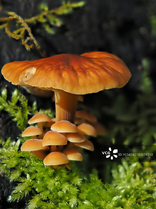 田野上生长的蘑菇特写图片素材