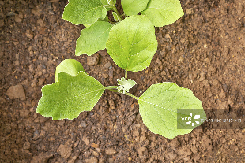 茄子（Solanum melongena）植物在种植袋中生长图片素材