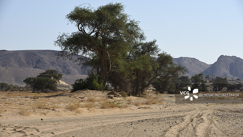 纳米比亚达马拉兰地区库内内河床上的树木和灌木丛图片素材