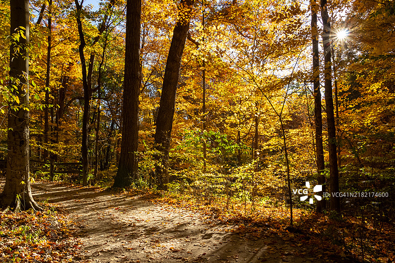 高银行辉煌的金色秋天树木和人行道，路易斯中心，俄亥俄州，美国图片素材