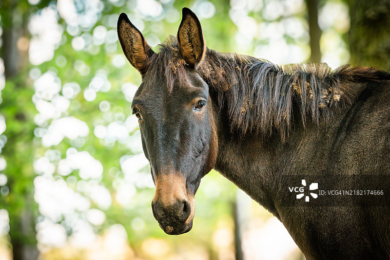 德国勃兰登堡的纯种小马特写镜头图片素材