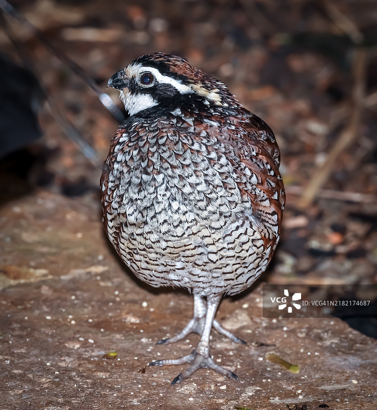 德克萨斯州的鹌鹑特写图片素材