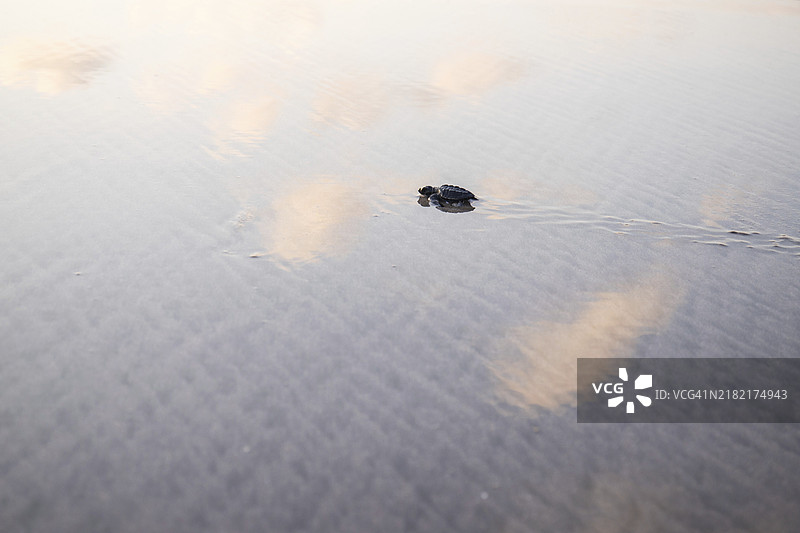 库塔梦幻海滩的梦幻日落，小浪花在海面上翻滚，天空的倒影映在浅水中。小海龟在印度尼西亚巴厘岛的热带海域探险。图片素材