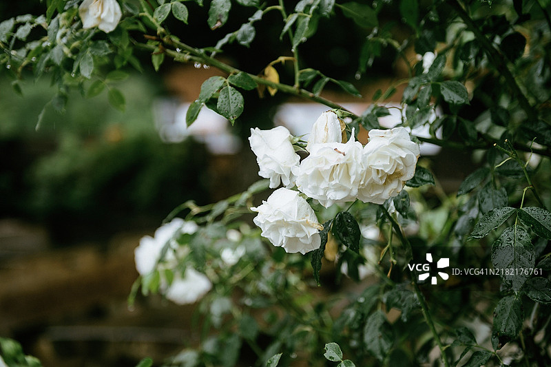 白玫瑰特写图片素材