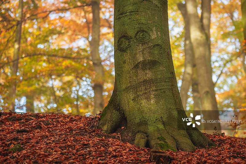 秋天树木的特写镜头图片素材