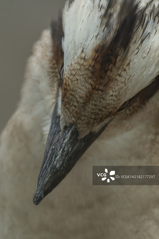 笑着的库卡巴拉特写肖像 - 大西洋笑鸟图片素材