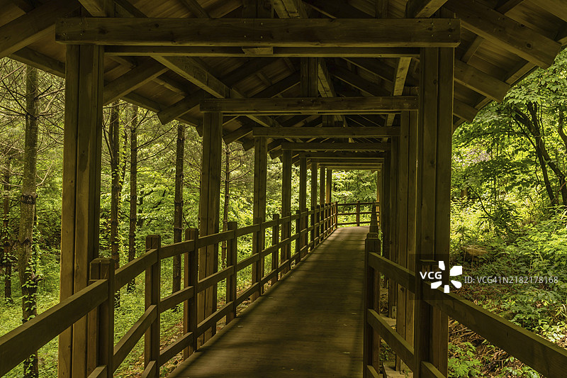 一条穿过宁静森林的有顶木栈道，为韩国提供了遮蔽的通道图片素材