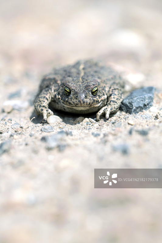 北方小角蟾(Epidalea calamita)在德国北莱茵-威斯特法伦的一条徒步旅行小径上晒太阳。图片素材