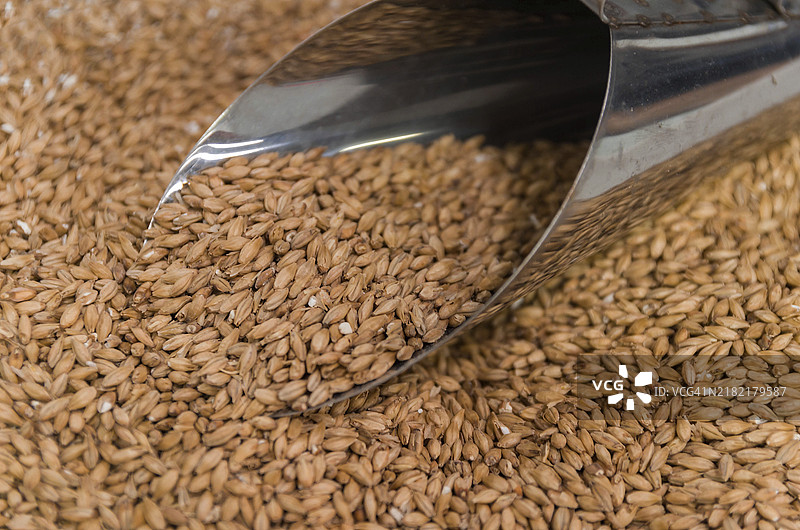 用于啤酒、淡色艾尔和皮尔森的麦芽勺图片素材