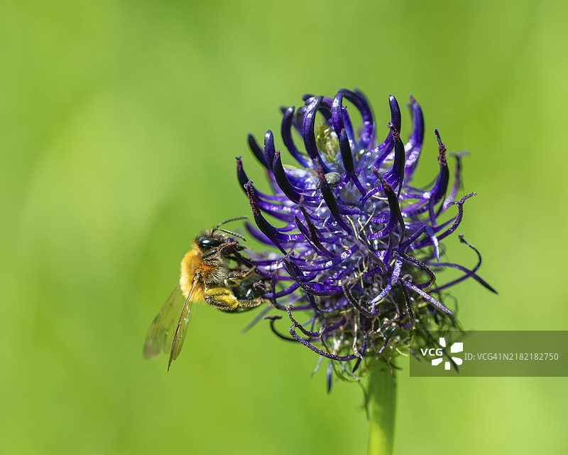 黑色兰花（Phyteuma nigrum），花朵上有野生蜜蜂和象鼻虫，施密特罗德自然保护区，德国黑森州科宁斯坦。图片素材