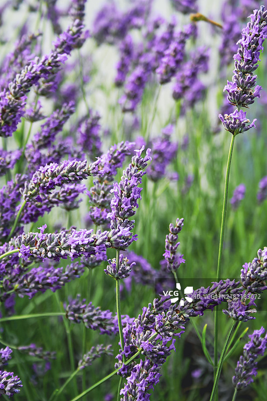 薰衣草花的特写镜头图片素材