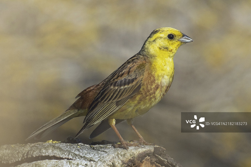 黄鹀雄鸟坐在树干上向右看图片素材