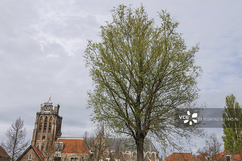 春天，荷兰多德雷赫特，一棵大树矗立在历史建筑和教堂塔楼前。图片素材