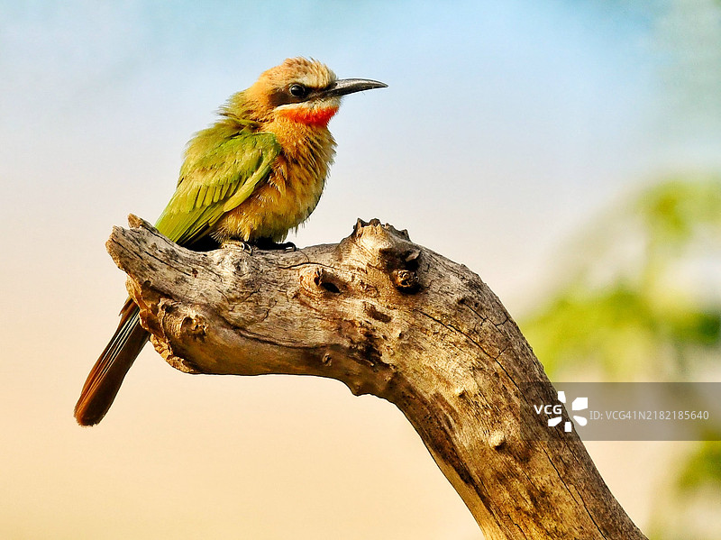 南非的白额蜜蜂吃鸟图片素材