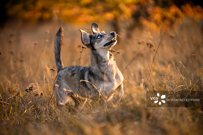 草地上的蓝眼杂种犬图片素材