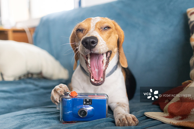 搞笑场景：一只比格犬摄影师拿着一次性胶卷相机。图片素材