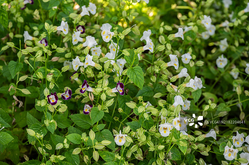 花园中生长的托瑞尼亚花（或称愿骨花）。据报道，这些花是可食用的，一些厨师已知将其用作沙拉的装饰。图片素材